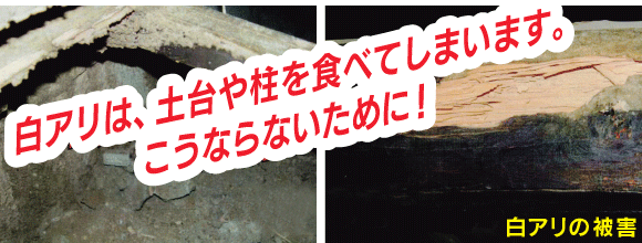 白アリの被害