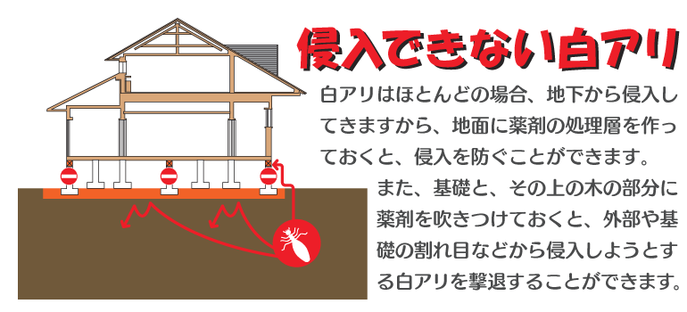 侵入できない白アリ 侵入できない白アリ